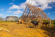 Paisaje montañoso con bueyes en Viñales