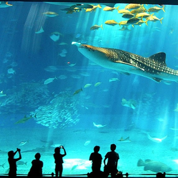 Aquarium Acuario de Playa, Playa del Carmen