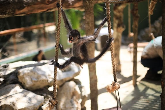 Monkey in Akumal Monkey Sanctuary