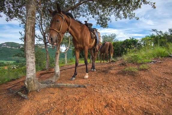 Horses in the Viñales valley