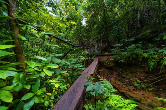 Path surrounded by vegetation in Topes deCollantes