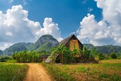 Campo de tabaco en el Parque Nacional de Viñales