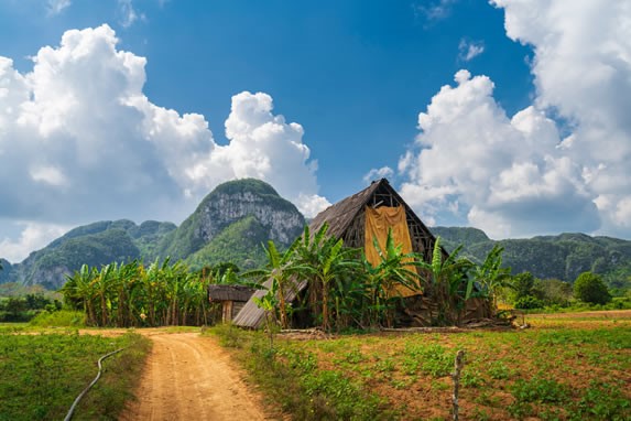 Tobacco field in Viñales National Park