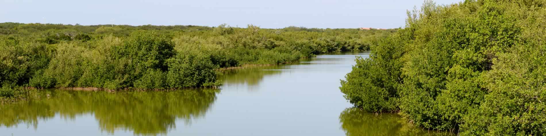 Landscape of mangroves in Cayo Coco