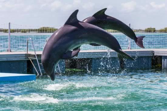 Nado con delfines, Cayo Coco y Cayo Guillermo