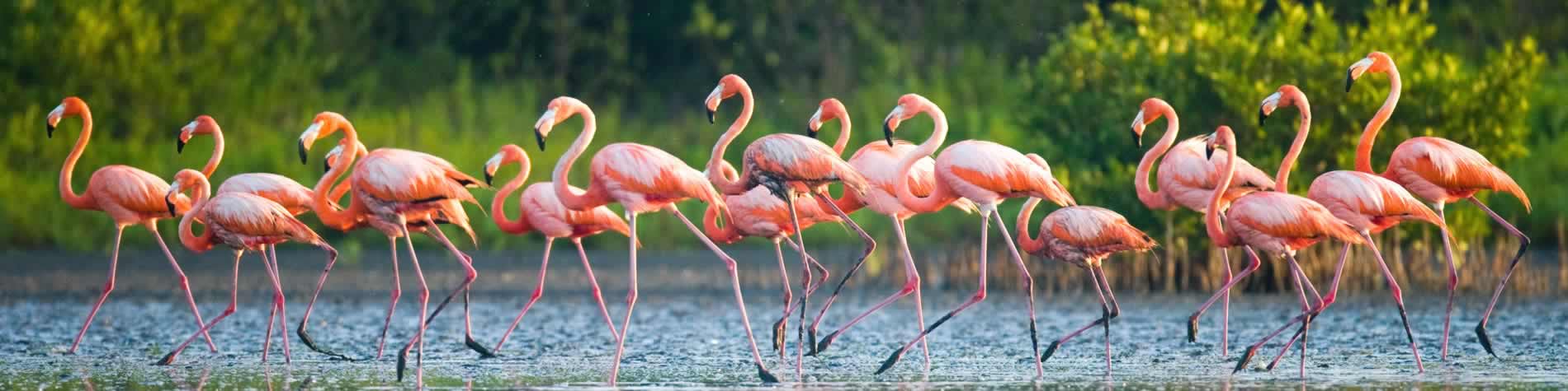 Vista de flamencos en la ciénaga de Zapata