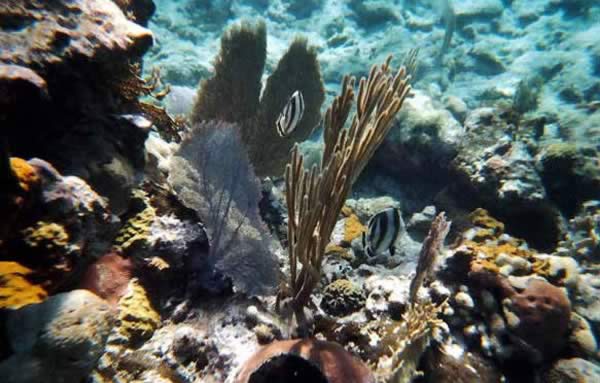 Corales en Cayo Coco y Guillermo