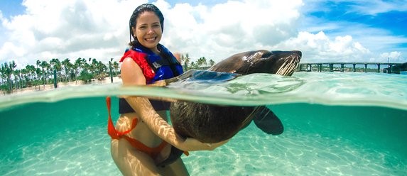 Dolphin Explorer Picture 0
