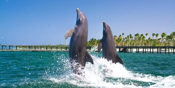 Dolphin Explorer Picture 1
