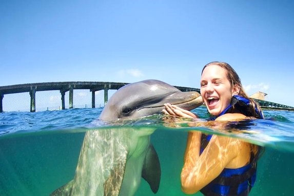 Dolphin Explorer Picture 2
