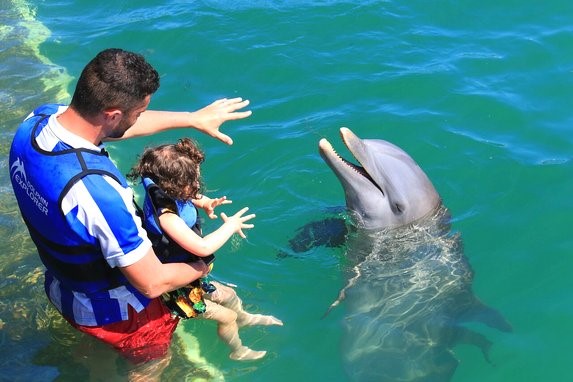 Dolphin Explorer Picture 4