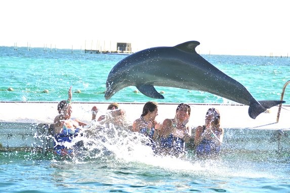 Dolphin Island Park Imagen 0