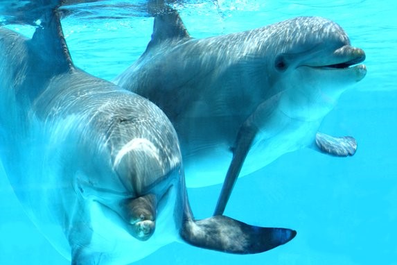 Dolphin Island Park Picture 2
