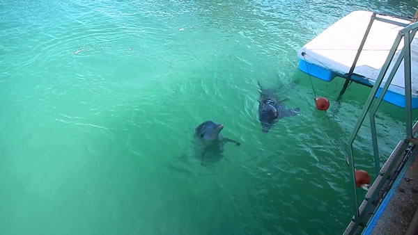 Swimming with dolphins, Guardalavaca, Holguin