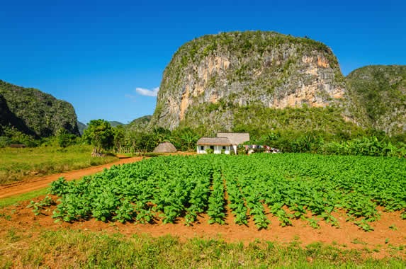 View of mountains and tobacco fields