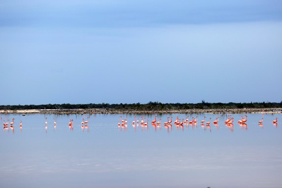 View of flamingos in a lagoon in Santa Lucia