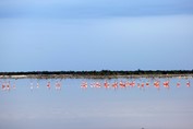 View of flamingos in a lagoon in Santa Lucia