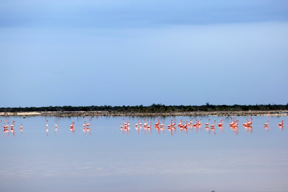 Vista de flamencos en una laguna de Santa Lucía