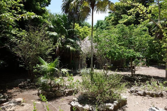 Vista del jardin botánico Dr. Alfredo Barrera