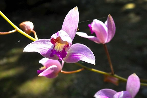 botanic garden flowers