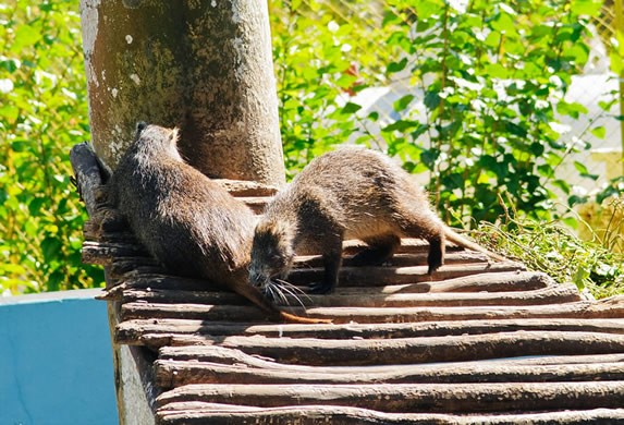 Hutias climbing up the trunk of a tree