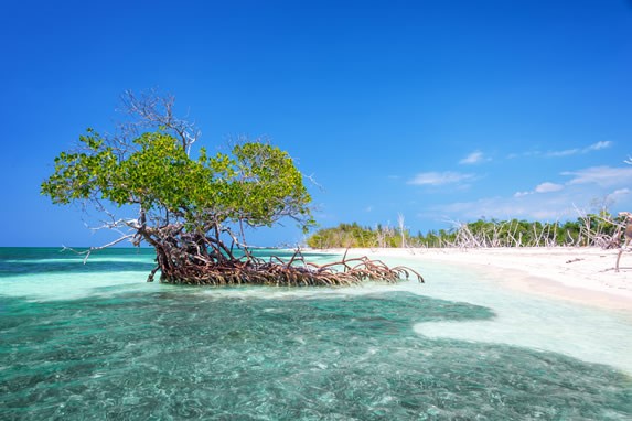 Mangrove swamp on the beaches of Cayo Levisa