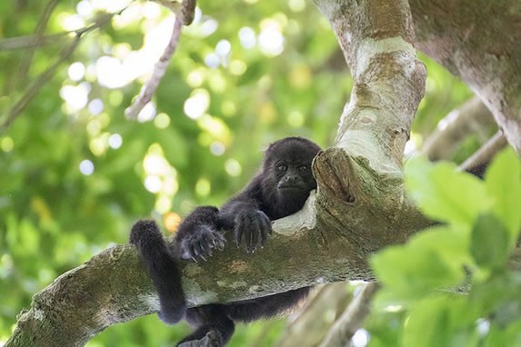 Wild monkeys in the reserve