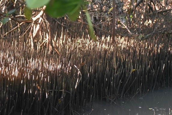 Vista del monte Cabaniguan, Las Tunas 