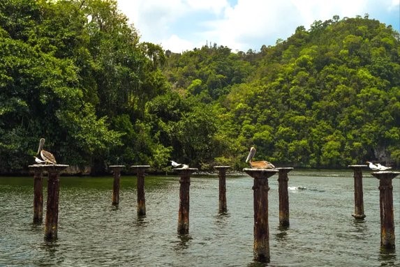 Parque Nacional Los Haitises Picture 6