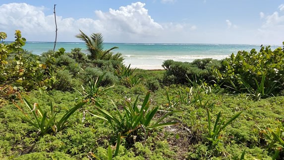 Vegetation in Tulum National Park