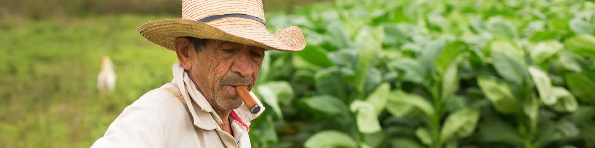 Plantaciones tabaco, Cuba