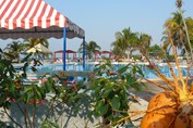 view of the hotel pool surrounded by palm trees