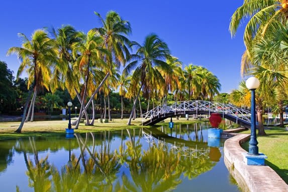 View of the vegetation and the park bridge