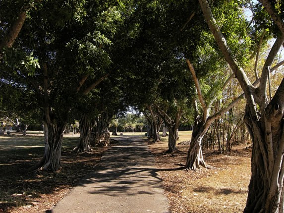 Ruta sombreado por árboles en el parque