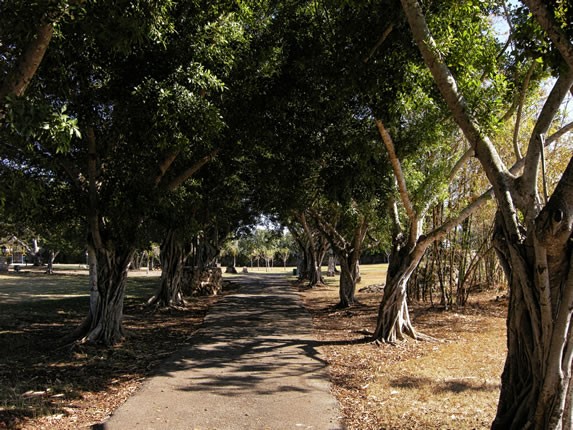 Path shaded by trees in the park