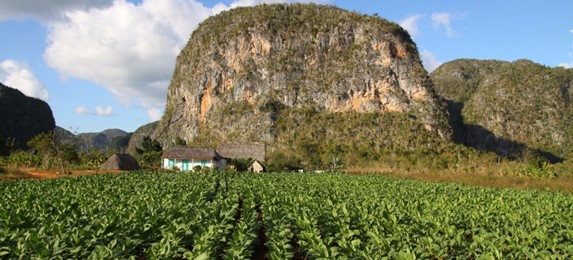 Plantación de tabaco en Pinar del Río