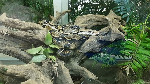 Animals from the zoo, in the Riviera Maya