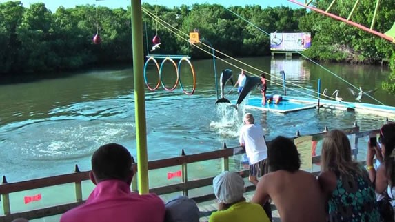 Vista del espectáculo de los delfines en Varadero