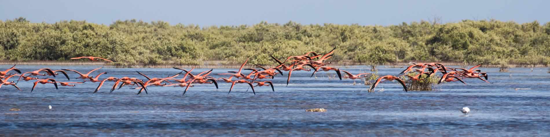 Vuelo de flamencos