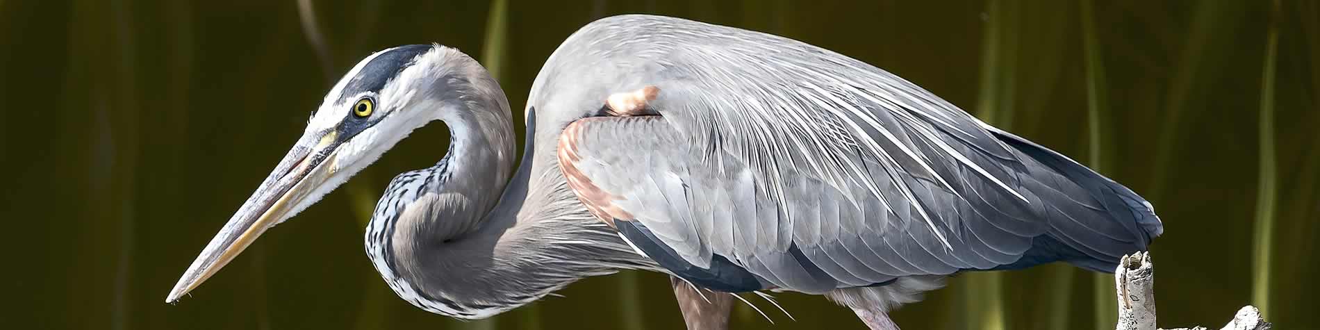 Gray Heron at the swamps of Zapata