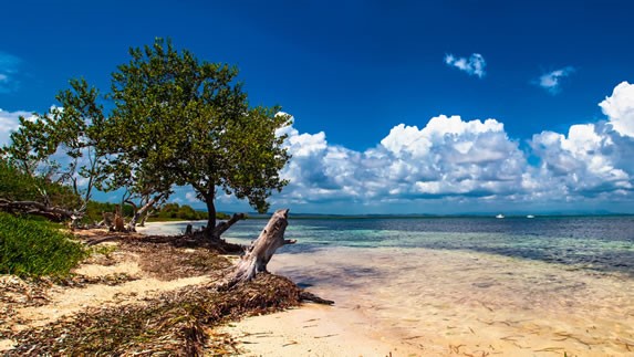 Tropical vegetation on Brisas del Mar beach