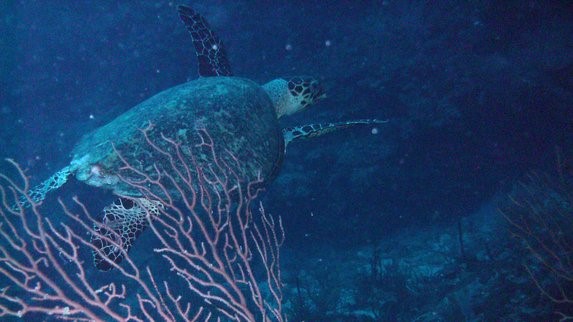Akumal, Riviera Maya