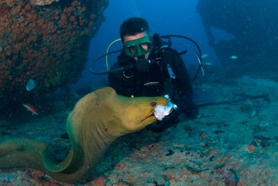 diver next to an eel under the sea