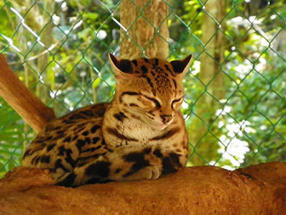 Animals in Aktun Chen, Riviera Maya