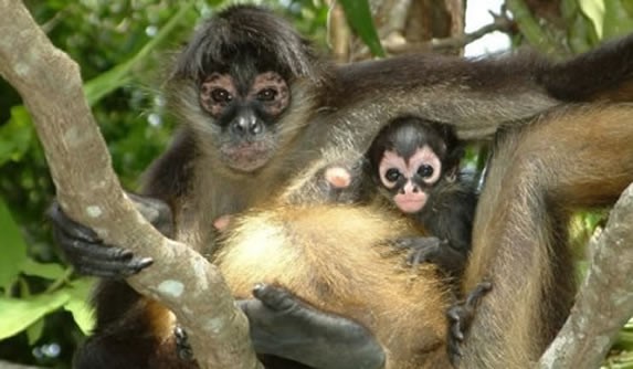 Monos del zoológico Crococun , Riviera Maya