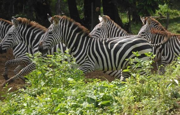 Herd of zebras in the Sierra del Chorrillo
