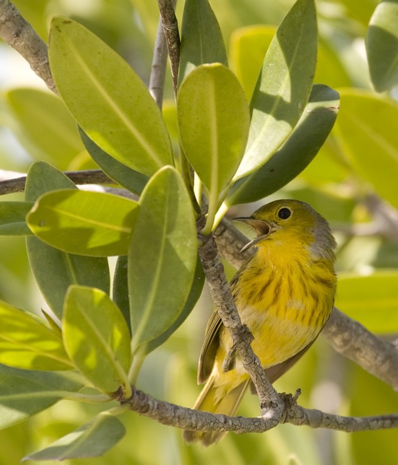 yellow bird on a branch