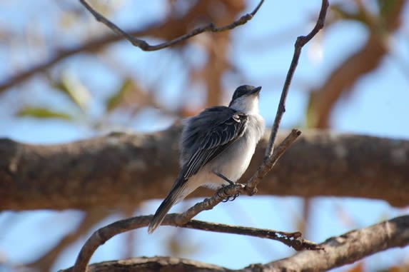 pequeña ave posada en las ramas de un árbol