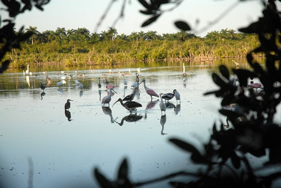 birds in the lagoon surrounded by vegetation
