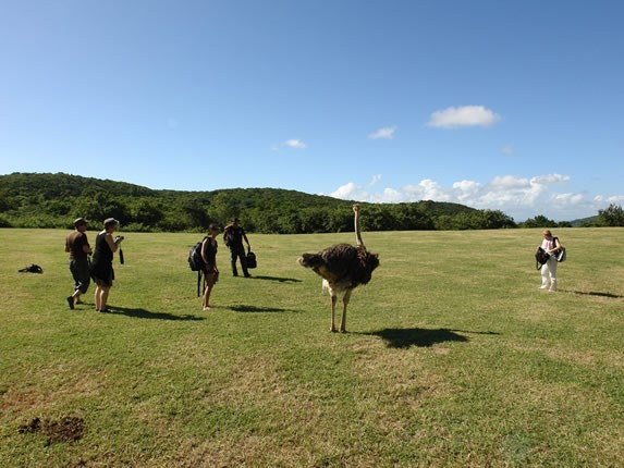 turistas observando un avestruz en el campo